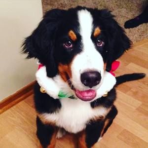 Meet your Posher, Bronnie